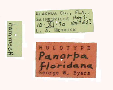 Data labels of the holotype of the Florida scorpionfly