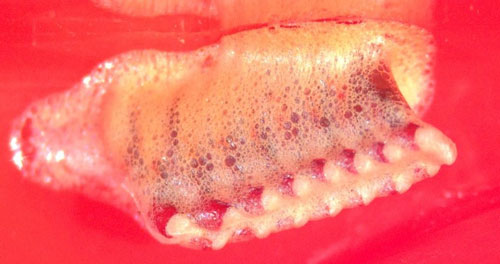 Close up view of the structure of the ootheca of Thesprotia graminis (Scudder). Photograph by Bethany McGregor, University of Florida.