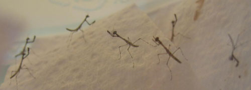 Thesprotia graminis (Scudder) nymphs raised in captivity. Note the elongate body shape and the characteristic posture with the abdomen somewhat curled dorsally. Photograph by Yen Saw, usamantis.com.