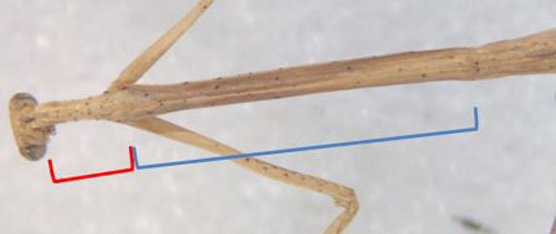 Pronotum length of an adult female Thesprotia graminis (Scudder). Note the posterior portion (blue) of the pronotum is more than 3 to 4 times as long as the anterior portion (red). Photograph by Bethany McGregor, University of Florida.