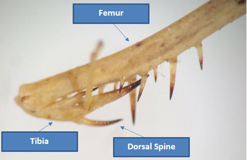 Foreleg of Thesprotia graminis (Scudder) showing the femur with many spines and the small tibia possessing few spines, but with a single large dorsal spine, which is characteristic of this species. The tarsus is out of focus in this picture. Photograph by Bethany McGregor, University of Florida.