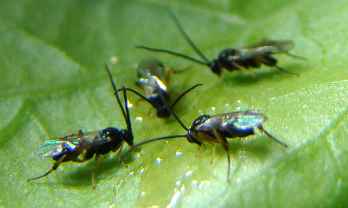 A group of adult Cotesia congregata (Say) wasps feeding on honey solution placed on the underside of a tomato leaf.