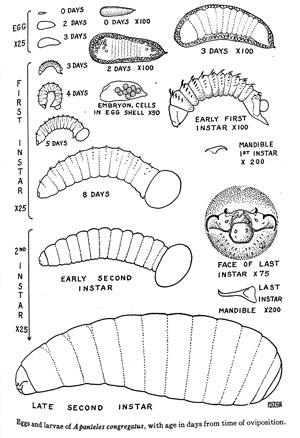 Eggs and larval stages (up to the late second instar) of Cotesia congregata (aka Apanteles congregatus) over time. The microscope magnification is given for each image to provide a measure of scale. 