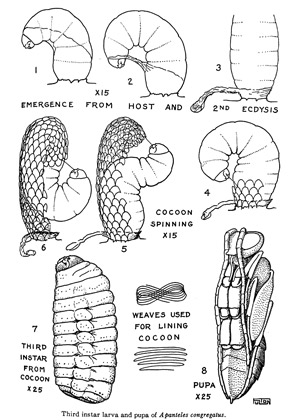 Diagram showing the processes of larval emergence, cocoon construction, and development of the fully formed pupa of Cotesia congregata (Apanteles congregatus). 