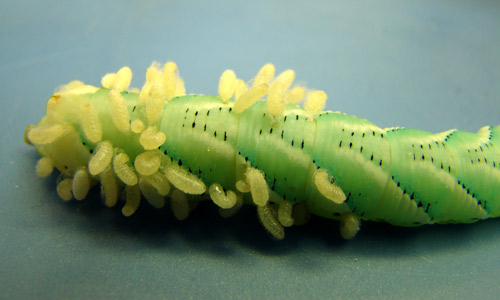 Cotesia congregata (Say) larvae emerging from their tobacco hornworm, Manduca sexta (Linnaeus), host before spinning individual cocoons.