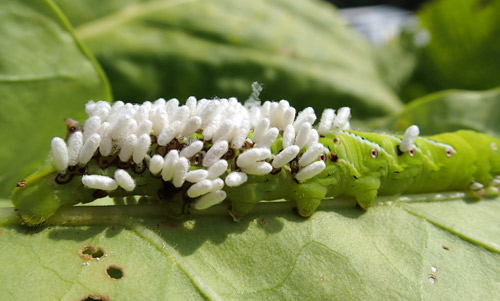 Cotesia congregata (Say) larvae encased in individual cocoons, on their tobacco hornworm, Manduca sexta (Linnaeus), host, before emerging as adults. 