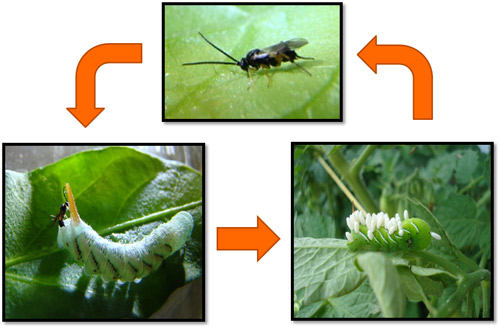 Adult females of Cotesia congregata (Say) engage in searching behavior on the surface of host plant leaves. Once a suitable host is encountered, females oviposit in the host, where the larvae develop internally and eventually emerge, spinning white cocoons. After developing into adults inside of the cocoons, adult wasps emerge to mate and find new hosts. 