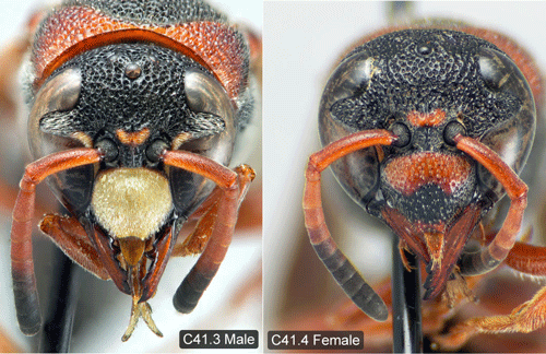 A male Pachodynerus erynnis (Lepeletier) 