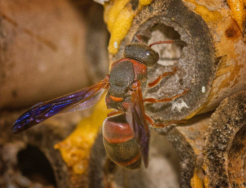 A female Pachodynerus erynnis (Lepeletier)