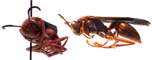 Rostral (left) and lateral (right) view of Polistes carolina (L.). Note the uniform ferruginous color; finely ridged propodeum; and bare malar space, lower gena, and thorax. 