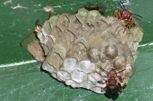 Growing colony of Polistes spp. with workers tending to cells.