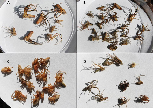 Figure 810. Spider prey from the nests of four different individual female Sceliphron caementarium (Drury). Each photo (a-d) depicts the prey from a different female wasp highlighting the fact that individuals specialize on different types of spider prey. a. spiders in the family NephilidaeAraneidae (Trichonephila clavipes), b. Araneidae and Nephilidae,, c. Anyphaenidae, d. Araneidae, Nephilidae,,  Oxyopidae, Eutichuridae, and Salticidae. Photographs by Erin Powell, University of Florida.