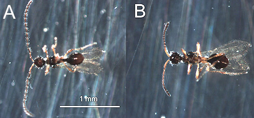 Adults of Trichopria columbiana Ashmead; male (A) with filiform or thread-like antennae and female (B) with clavate or club-like antennae.