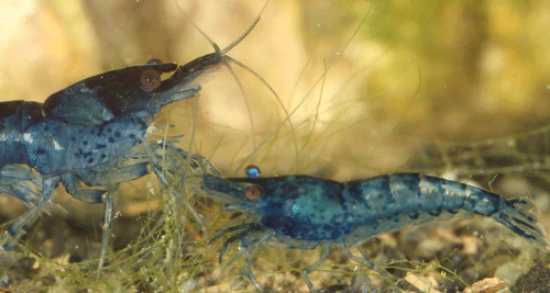 Blue color morph of Neocaridina davidi (Bouvier).