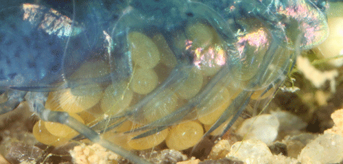 A female cherry shrimp, Neocaridina davidi (Bouvier), with eggs