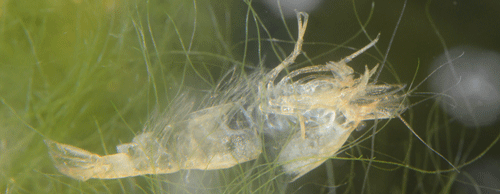 Molt (cast exoskeleton) of a cherry shrimp, Neocaridina davidi (Bouvier).