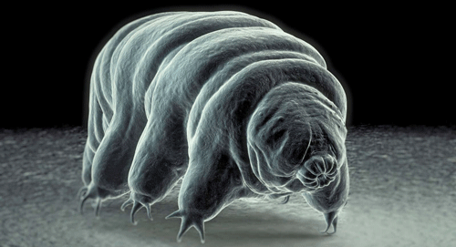 Image of a tardigrade done with electron microscopy