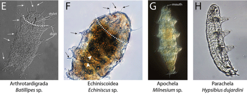 Different morphological features of different tardigrade species.