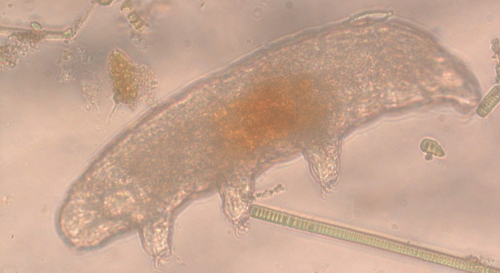 Image of Antarctic tardigrade collected near Lake Fryxell. 