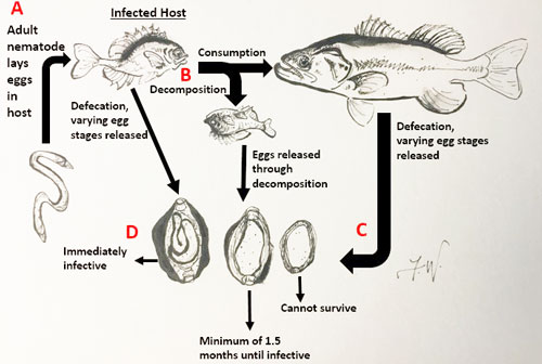 Steps in the life cycle of the species Huffmanela huffmani, the only fresh water Huffmanela species known. This figure is based off of the first lab-based life cycle in the genus Huffmanela. Figure not to scale. Figure by Fauve Wilson.