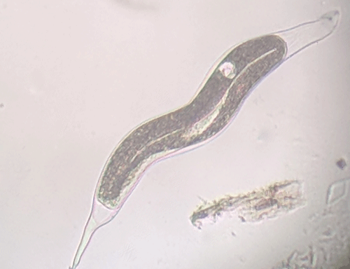 A fourth-stage juvenile (J4) male of root-knot nematode