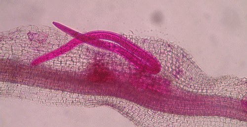 Adult male root-knot nematode exiting a root