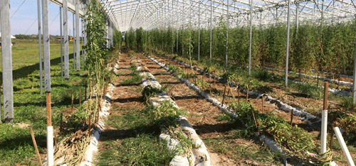 Tomato nursery (Naples, Florida) devastated by severe infestation with Meloidogyne haplanaria