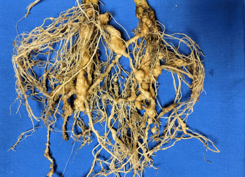 Tomato roots with symptoms of root-knot nematode.