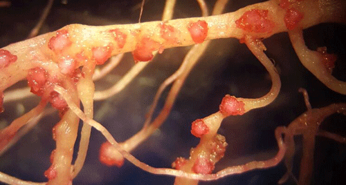 Egg masses of the Texas root-knot nematode 