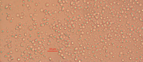 Mature Pasteuria endospores. Photograph by Weiming Hu, University of Florida.