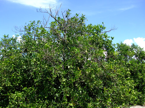 Spreading decline symptoms on citrus, including thinning canopy and reduced thriftiness
