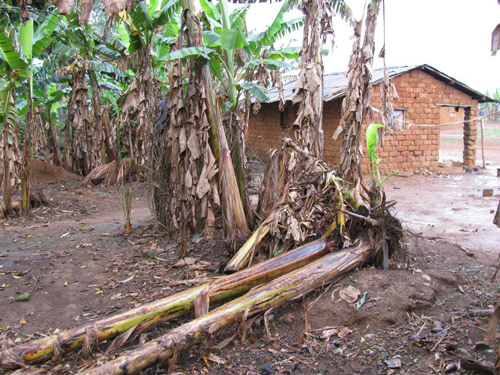 Lodging banana plants suffering from Toppling Disease caused by the burrowing nematode