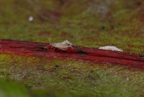 Adult mealybug male