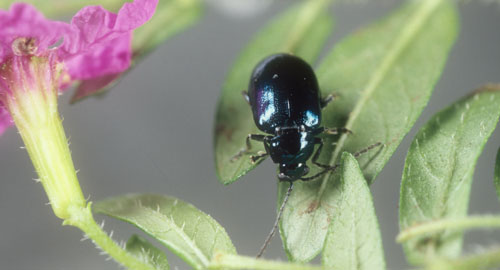 An Altica sp. flea beetle feeding on Cuphea hyssopifolia (false heather) in Gainesville, Florida