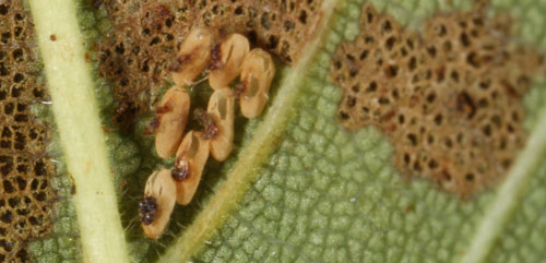 Hatched eggs of an Altica sp. flea beetle on the underside of an elm leaf in Gainesville, Florida