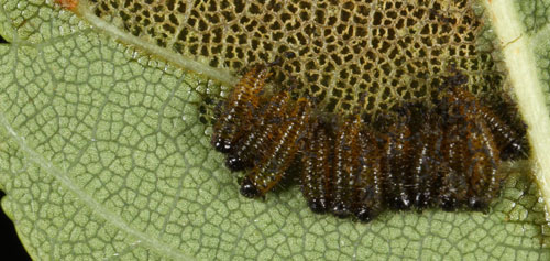 Larvae of Altica sp. feeding on the underside of an elm leaf