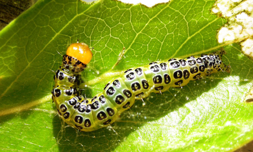 Epicorsia oedipodalis caterpillar on fiddlewood.