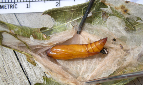 Epicorsia oedipodalis pupa inside rolled leaf cocoon. 