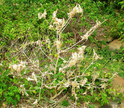 Complete defoliation of a fiddlewood, (Citharexylumspinosum) by Epicorsia oedipodalis larvae.