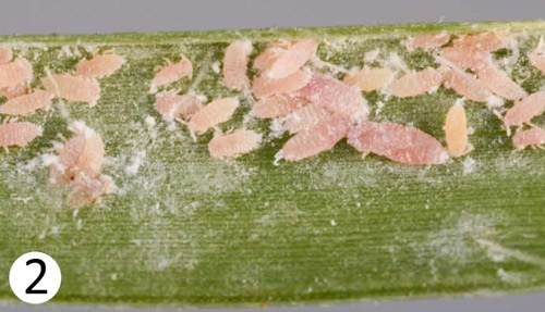 Population of adult and immature Tuttle mealybugs, Brevennia rehi, on a blade of zoysia grass.