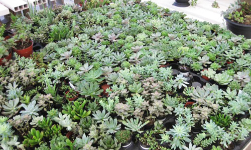Succulents from California at a Florida distribution center ready for shipment to retailers.