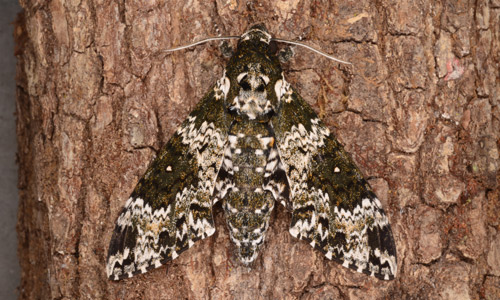 Adult rustic sphinx moth, Manduca rustica (Fabricius).