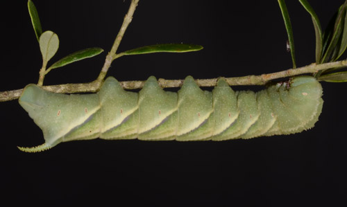 A caterpillar, known as a hornworm, of the rustic sphinx moth, Manduca rustica (Fabricius).