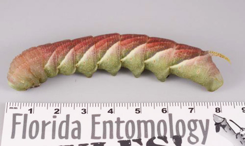 A late instar caterpillar, known as a hornworm, of the rustic sphinx moth, Manduca rustica (Fabricius), showing a characteristic color change that occurs prior to pupation.