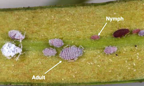 Podocarpus aphids, Neophyllaphis podocarpi Takahashi, adults and nymphs