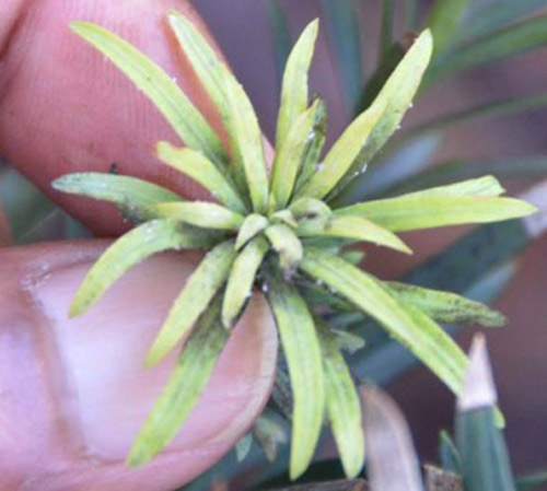 Stunted terminal leaf growth of podocarpus caused by podocarpus aphids, Neophyllaphis podocarpi Takahashi