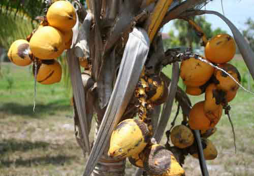 Una palma de coco, Cocos nucifera L., de la variedad ‘Red Spicata Dwarf', con el daño del acaro del coco, Aceria guerreronis Keifer