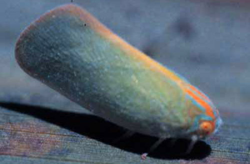 El adulto de Ormenaria rufifascia. (Walker), un salta-planta flátido en palmas. 
