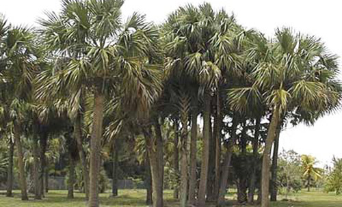 Palmitos, Sabal palmetto (Walt.) Loddiges. 