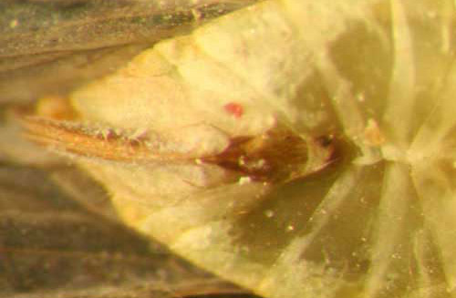 El abdomen de la hembra adulta de Myndus crudus